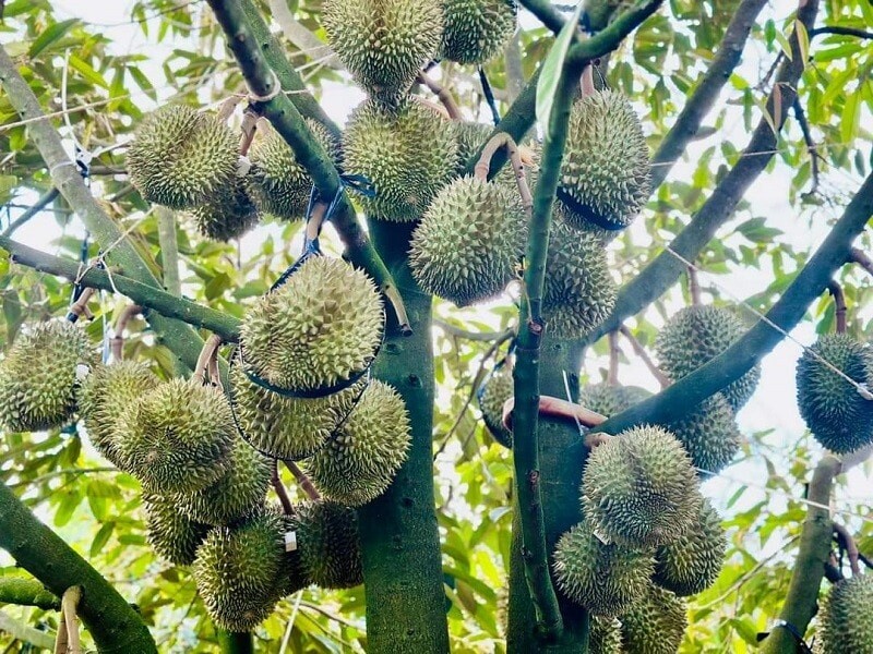 Gia Sau Rieng Hom Nay 2